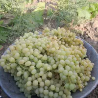 انگور فخری