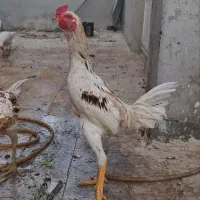 فروش مرغ و خروس لاری مینیاتوری (کوشامو )