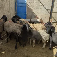 میش وبره فروشی|حیوانات مزرعه|جوادآباد, |دیوار