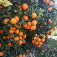 نهال و سرو ناز شیراز و نخل|گل و گیاه طبیعی|اصفهان, سرشبادران|دیوار