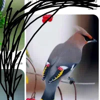 یک عدد قناری نر فوق دستی