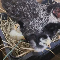 فروش تخم مرغ نطفه دار