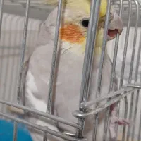 عروس هلندی نر|پرنده|ماهدشت, |دیوار