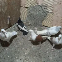 کفتر خوب کفتر