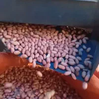 ۱دستگاه غلاف شکنی بادام زمینی بچک