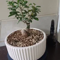 گل طبیعی بنسای