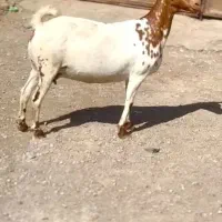 صلاله خوشگل|حیوانات مزرعه|بندر ماهشهر, |دیوار