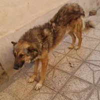 واگذاری سگ نگهبان