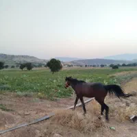 اسب اصیل  رام  نژاددار خوش استایل و بلند