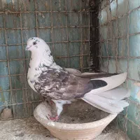کفتر پرشی درجه یک