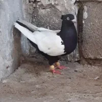 سینه ای ماده ۲ عدد نوک روشن، بدون دورنوک، سری ۷۰۰|پرنده|دزفول, |دیوار