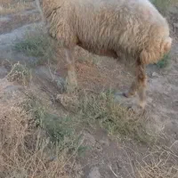 کاهور بره