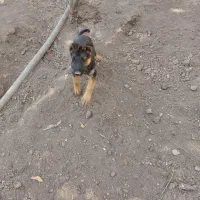 واگذاری توله سگ ژرمن اصل|سگ|کرمانشاه, |دیوار