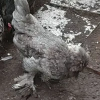 مرغ لهستانی وجوجه لهستانی