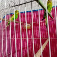 یه جفت مرغ عشق مولد  معاوضه با کفتر|پرنده|قزوین, |دیوار