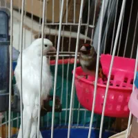 یک عدد قناری نر و سهره نر