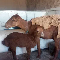 میش بره مغان