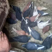 کبوتر