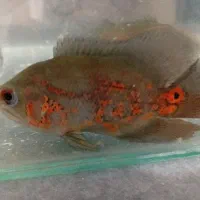 فروش ماهی اسکار