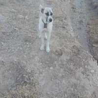 سگ گمشده