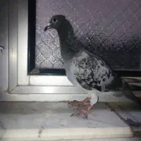 کبوتر مسافتی|پرنده|خوی, |دیوار