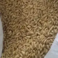 فروش گندم بذری