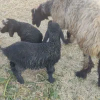 شیشک فروشی|حیوانات مزرعه|پاسارگاد, |دیوار