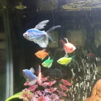 ماهی کوی وکالر و دانیو