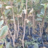 نهال پسته7 ماهه|خدمات باغبانی و درختکاری|خواف, |دیوار