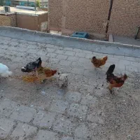 مرغ تخم گذار|پرنده|آران و بیدگل, |دیوار