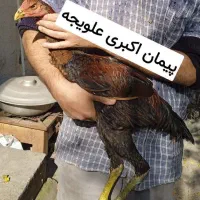 دو عدد جوجه خروس لاری 5ماهه