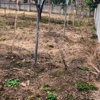 زمین-فروشی-1000-متری-در-شمال