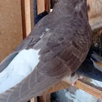 ماده دمسفید|پرنده|سمنان, |دیوار