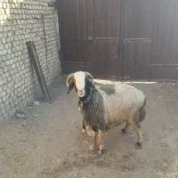 نمیشه بره گوسفند،قوچ بز|حیوانات مزرعه|نجف‌آباد, کهریزسنگ|دیوار