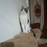 واگذاری بچه گربه خانگی