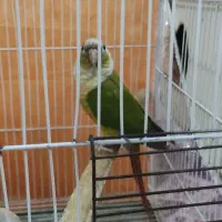 پرنده گرینچیک|پرنده|مشهد, کوه سنگی|دیوار