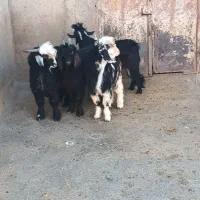 ۴ عدد بزغاله نر|حیوانات مزرعه|شیروان (لرستان), |دیوار