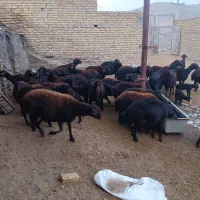 ۵۰راس‌میش‌‌‌ابستن‌بره‌دار‌قزل‌افشار‌شیشک‌و۱و۲ساله‌