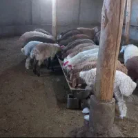 گوسفند کم دنبه و کم شکم