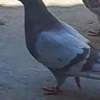 کبوتر|پرنده|ساوه, |دیوار