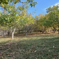 یک هکدار باغ گردو|فروش دفتر صنعتی، کشاورزی، تجاری|سراب, |دیوار