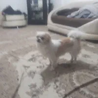 سگ‌‌‌‌پا‌کوتاه