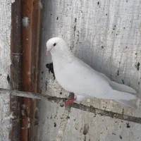 کبوتر سفید