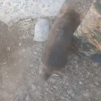 سگ نر