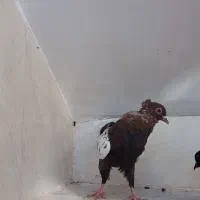 دم سفید و آلمانی پرشی