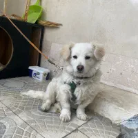 سگ پاپی پامر