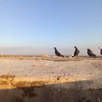 مامی ریحانی