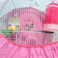 یه جفت فنج نروماده باقفس ولوازم 600