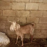 یک کتاج ویک بز باشنک ماده