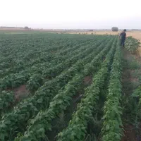 زمین کشاورزی|فروش زمین و ملک کلنگی|هیر, |دیوار